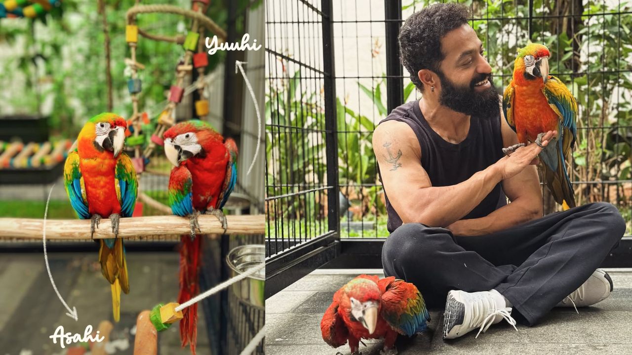 Jr Ntr Birthday Special
