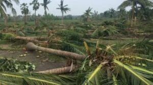 Cyclone Arnab Damage: కొబ్బరి రైతులకు కోలుకోలేని దెబ్బ..